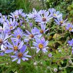 Aster macrophyllus - Aster