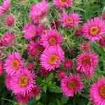 Aster novae-angliae 'Andenken an Alma Pötschke' - Aster