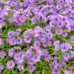 Aster novae-angliae 'Barr's Blue' - Herfstaster