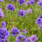 Aster novae-angliae 'Guido en Gezelle' - Herfstaster