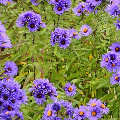 Herfstaster - Aster novae-angliae 'Guido en Gezelle'