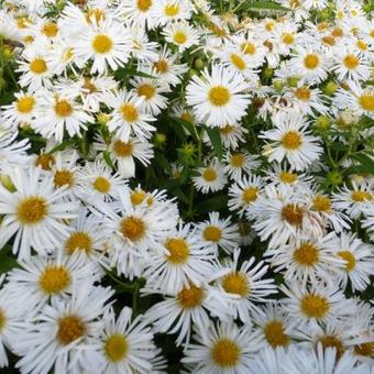 Aster novae-angliae 'Herbstschnee'