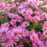 Aster novae-angliae 'Rudelsburg' - Herfstaster