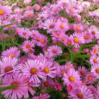 Aster novae-angliae 'Rudelsburg'