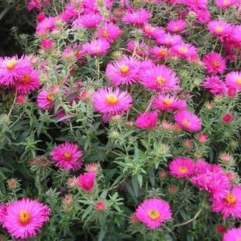 Aster novae-angliae 'Septemberrubin'