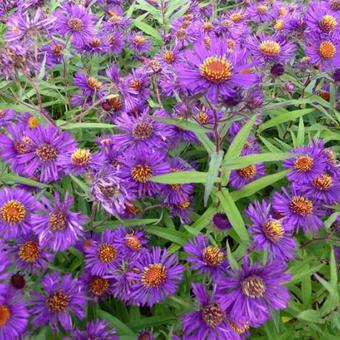 Aster novi-belgii 'Violetta'