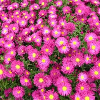 Aster novi-belgii 'Crimson Brocade'