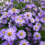 Aster novi-belgii 'Dauerblau' - Herfstaster