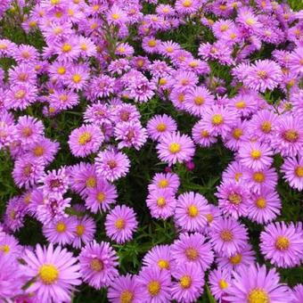 Aster novi-belgii 'Lady Francis'