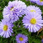 Aster novi-belgii 'Marie Ballard' - Herfstaster