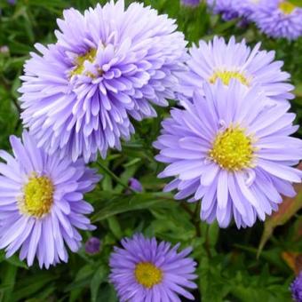 Aster novi-belgii 'Marie Ballard'