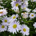 Aster novi-belgii 'Porzellan' - Herfstaster - Aster novi-belgii 'Porzellan'