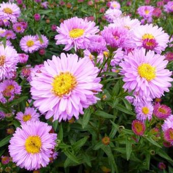 Aster novi-belgii 'Rosenpompon'