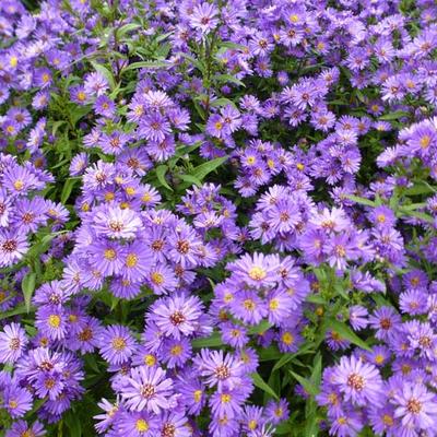 Aster novi-belgii 'Schone von Dietlikon' - Herfstaster