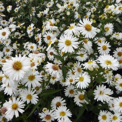 Herfstaster - Aster novi-belgii 'White Ladies'