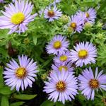 Aster - Aster oblongifolius 'October Skies'