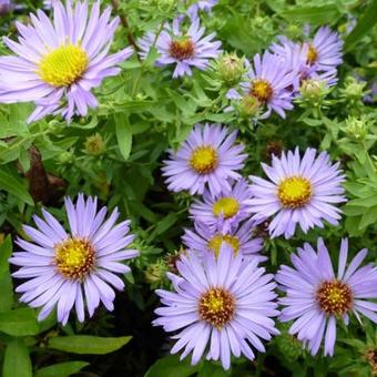 Aster oblongifolius 'October Skies'