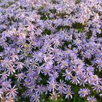 Aster radula 'August Sky' - Herfstaster - Aster radula 'August Sky'