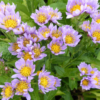 Aster tataricus 'Jindai'