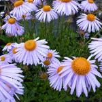 Aster tongolensis 'Berggarten' - Aster