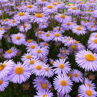 Aster tongolensis 'Napsbury'