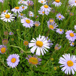 Aster tongolensis 'Wartburgstern' - Aster - Aster tongolensis 'Wartburgstern'