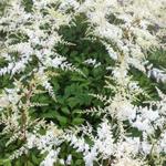 Astilbe x arendsii  'Brautschleier' - Pluimspirea