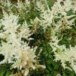 Astilbe x arendsii 'Diamant' - Pluimspirea