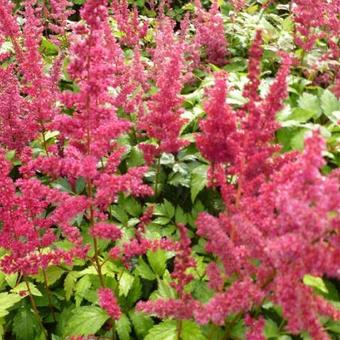 Astilbe x arendsii 'Fanal'