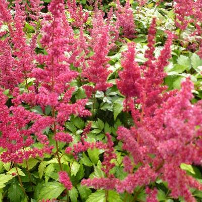 Astilbe x arendsii 'Fanal' - Pluimspirea