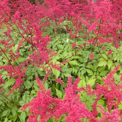 Pluimspirea - Astilbe x arendsii 'Spinell'