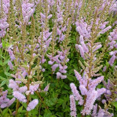 Astilbe chinensis 'Pumila' - Pluimspirea