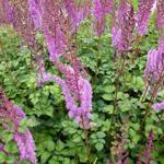 Astilbe chinensis 'Purpurkerze' - Pluimspirea - Astilbe chinensis 'Purpurkerze'