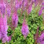 Astilbe chinensis 'Superba' - Pluimspirea