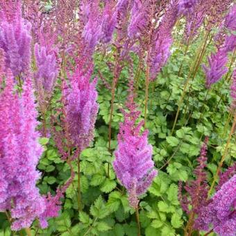 Astilbe chinensis 'Superba'