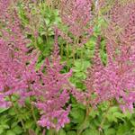 Astilbe chinensis 'Vision in Pink' - Pluimspirea