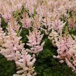 Astilbe x crispa 'Perkeo' - Pluimspirea