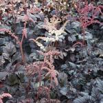 Astilbe 'Chocolate Shogun' - Pluimspirea