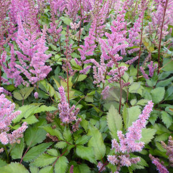 Astilbe chinensis 'Maggie Daley'