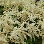 Spirea - Astilbe japonica 'Deutschland'