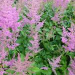 Astilbe japonica 'Mainz' - Pluimspirea