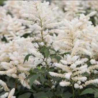 Astilbe japonica 'Washington'