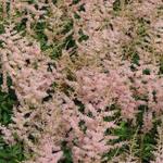 Pluimspirea - Astilbe simplicifolia 'Hennie graafland'