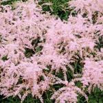 Astilbe Simplicifolia 'Sprite' - Pluimspirea