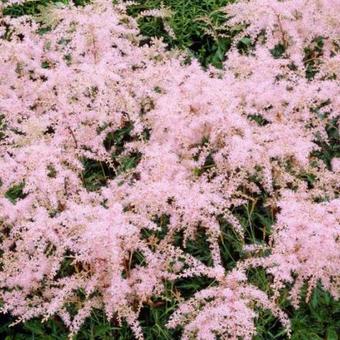 Astilbe Simplicifolia 'Sprite'