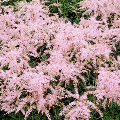 Astilbe Simplicifolia 'Sprite' - Pluimspirea