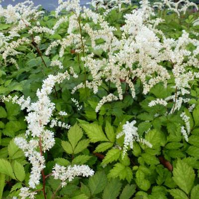 Pluimspirea - Astilbe thunbergii 'Prof van der Wielen'