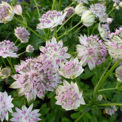 Zeeuws knoopje - Astrantia gracilis