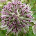 Zeeuws knoopje - Astrantia 'Buckland'