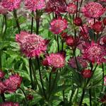 Astrantia 'Hadspen Blood' - Zeeuws knoopje